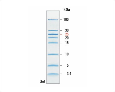 how-choose-right-protein-ladders-header-unstained-20-364-0064